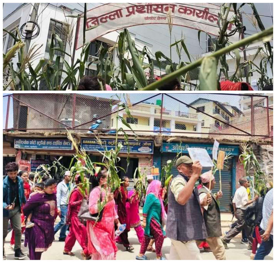 बाँदर आतंक नियन्त्रणका लागि किसानले बुझाए ध्यानाकर्षण पत्र